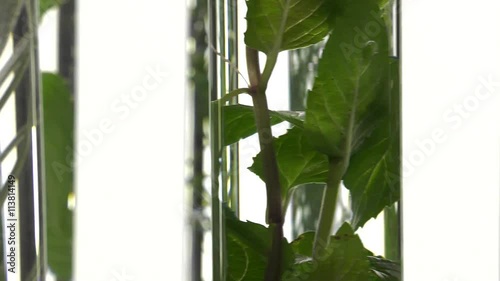 chives, dill, thyme, basil,  curry and mint in turning test tubes