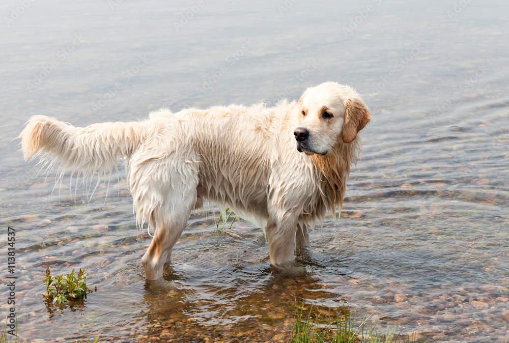 young Golden Retriever swims in a river young Golden Retriever swims in a river