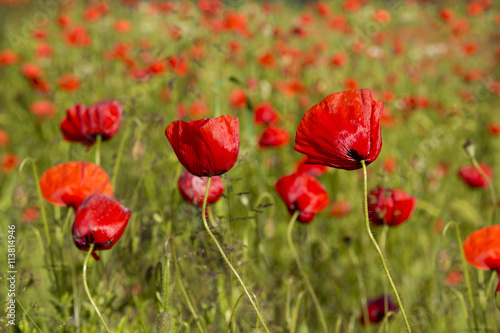 Beautiful poppy field . © Swetlana Wall