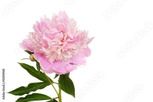 isolated peony Paeonia lactiflora