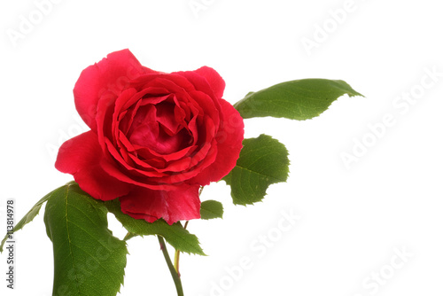 isolated red rose