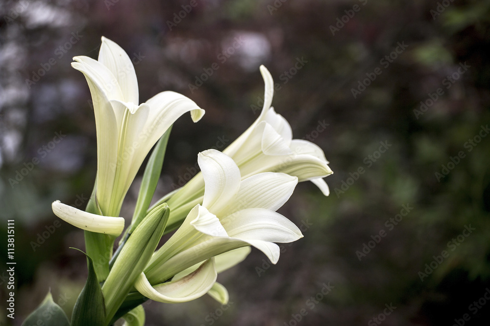 Lilys Lilys