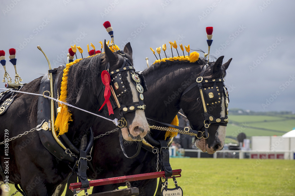 Horse show