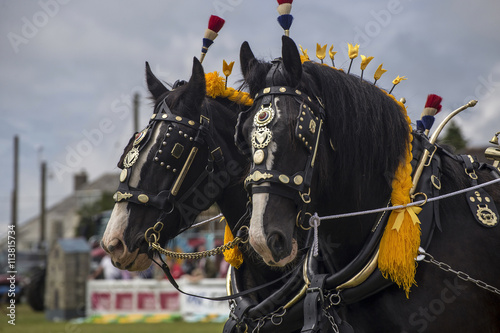 Canvas Print Horse show