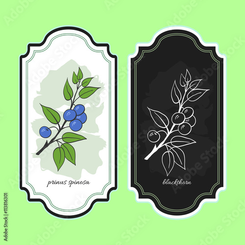 Vector illustration blackthorn. Medicinal berry. For traditional medicine, gardening or cooking design, package. Flyer or banner template
