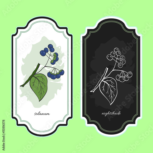 Vector illustration nightshade. Medicinal berry. For traditional medicine, gardening or cooking design, package. Flyer or banner template