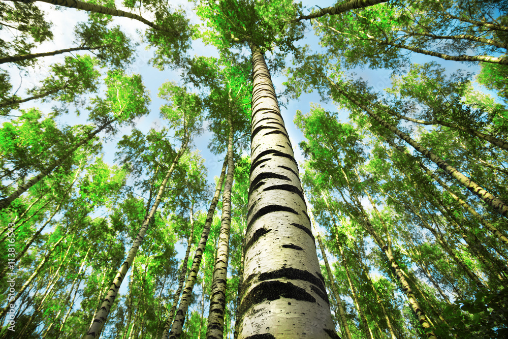 Fototapeta premium forest birch
