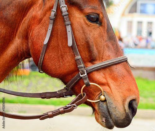 Horse in harness. Portrait of a horse. Brown horse