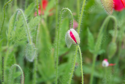 Red Poppy Bud
