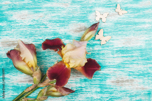 Misty rose iris with decorations photo