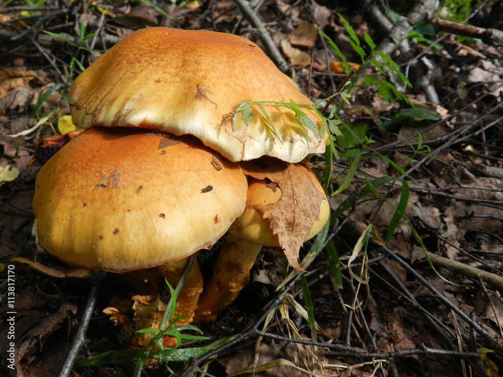 Mushroom in the grass in a good day Mushroom in the grass in a good day