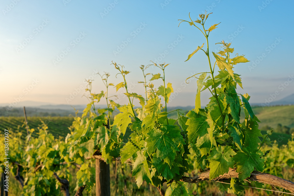 Rows of vines in Tuscany Rows of vines in Tuscany