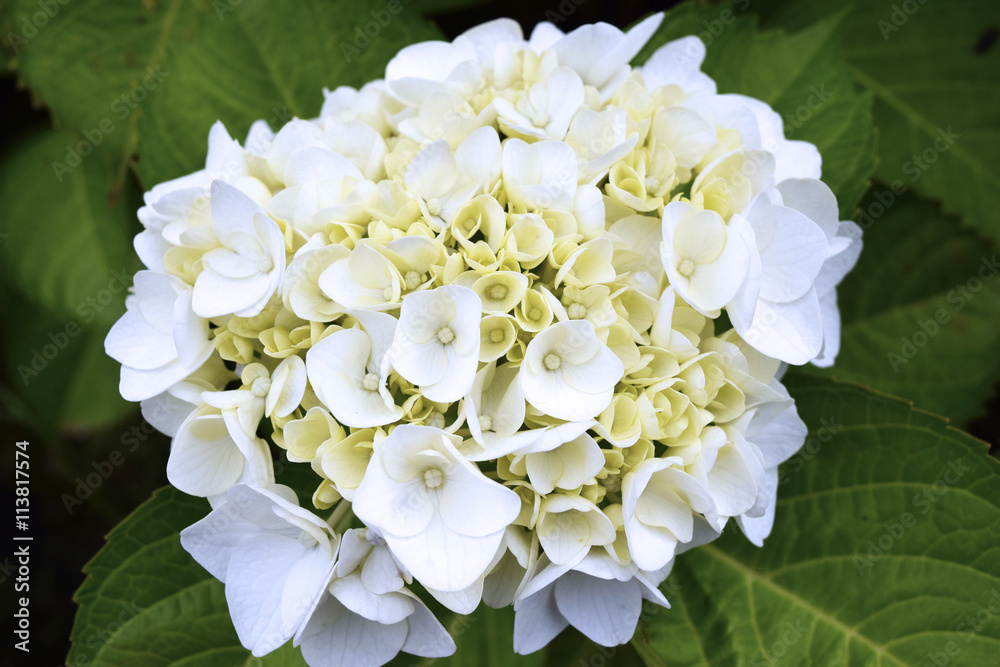 紫陽花 紫陽花