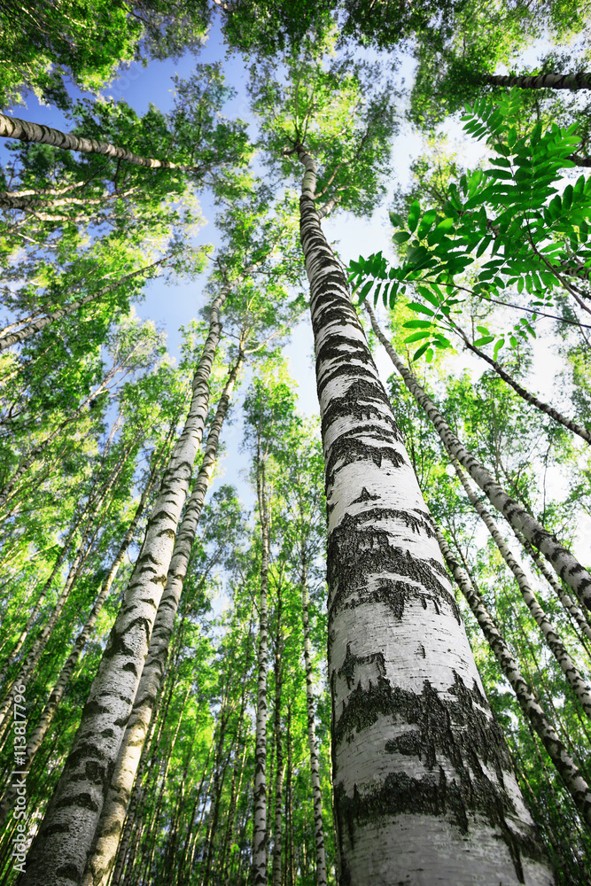 Fototapeta premium forest birch