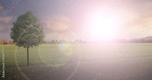 Feld mit Baum im Gegenlicht