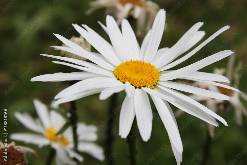 Obraz premium Shasta Daisy in a Field