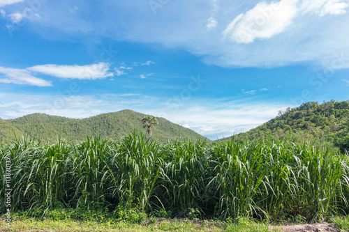 Corn field on the hillside in mae chaem