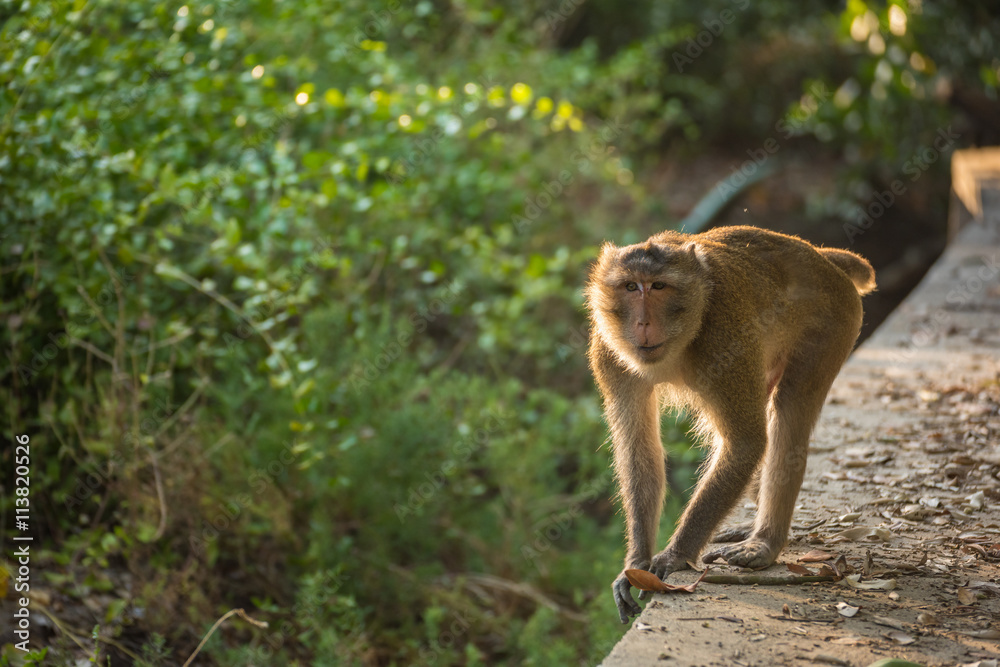 Monkey walking on the pathway. Selective Focus.