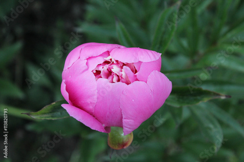 Pink peony on the blurred background