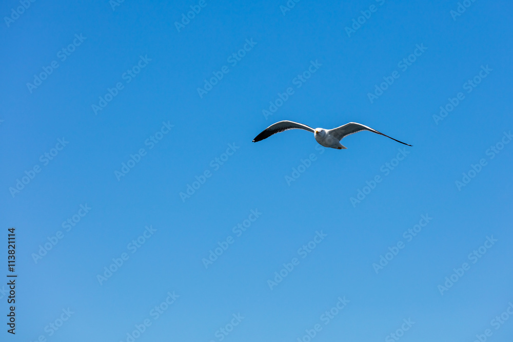 Möwe Möwe