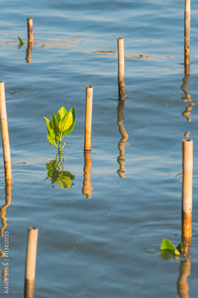 Mangrove sprout in the water at mangrove forest.