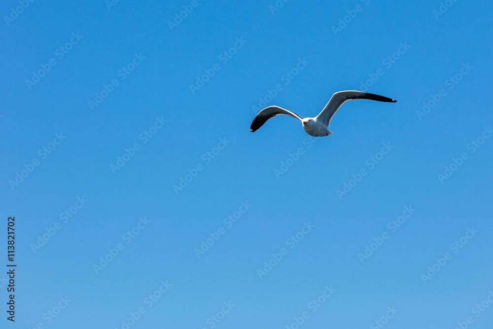 Möwe Möwe