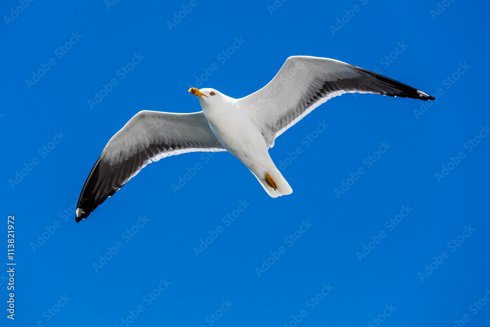 Möwe Möwe