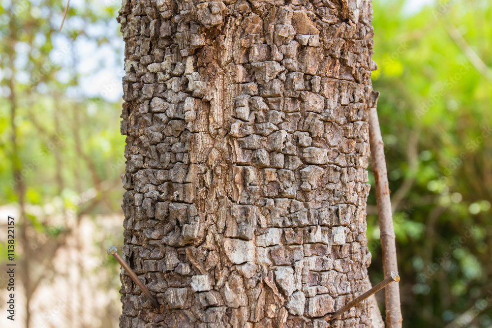 Fototapeta premium Wooden texture in close up