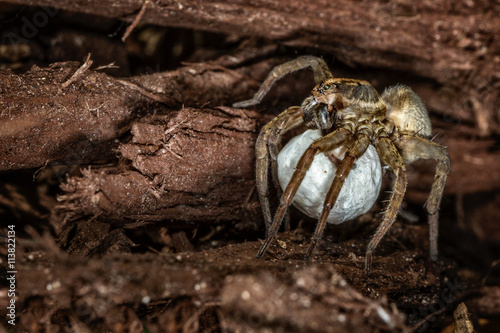 Фотография Female wolf spider