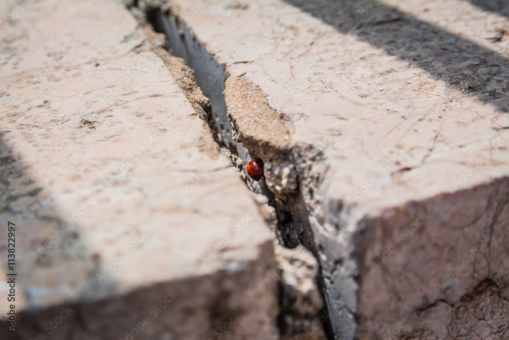 Fototapeta premium Ladybird hiding inside a crack in stone wall on a sunny spring day in Israel