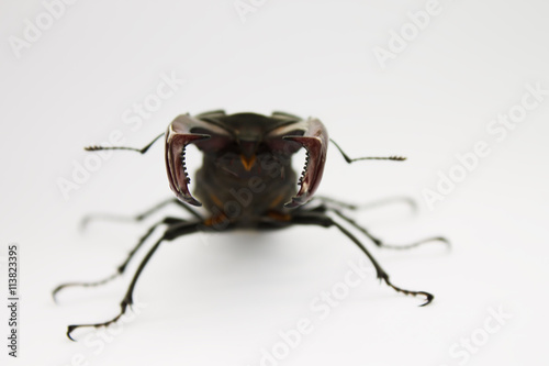 horns stag beetle closeup on a light background © artverau