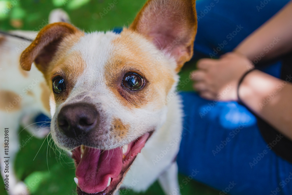 Adorable Jack Russell Terrier dog in the park looking at camera Adorable Jack Russell Terrier dog in the park looking at camera