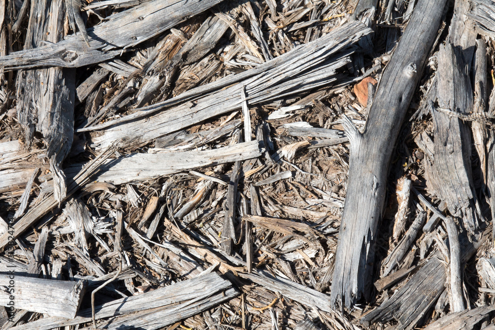 Decomposing gray wood shards Decomposing gray wood shards