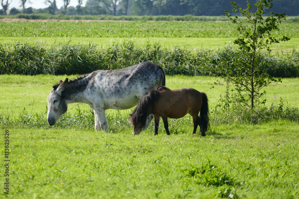 pony and donkey pony and donkey