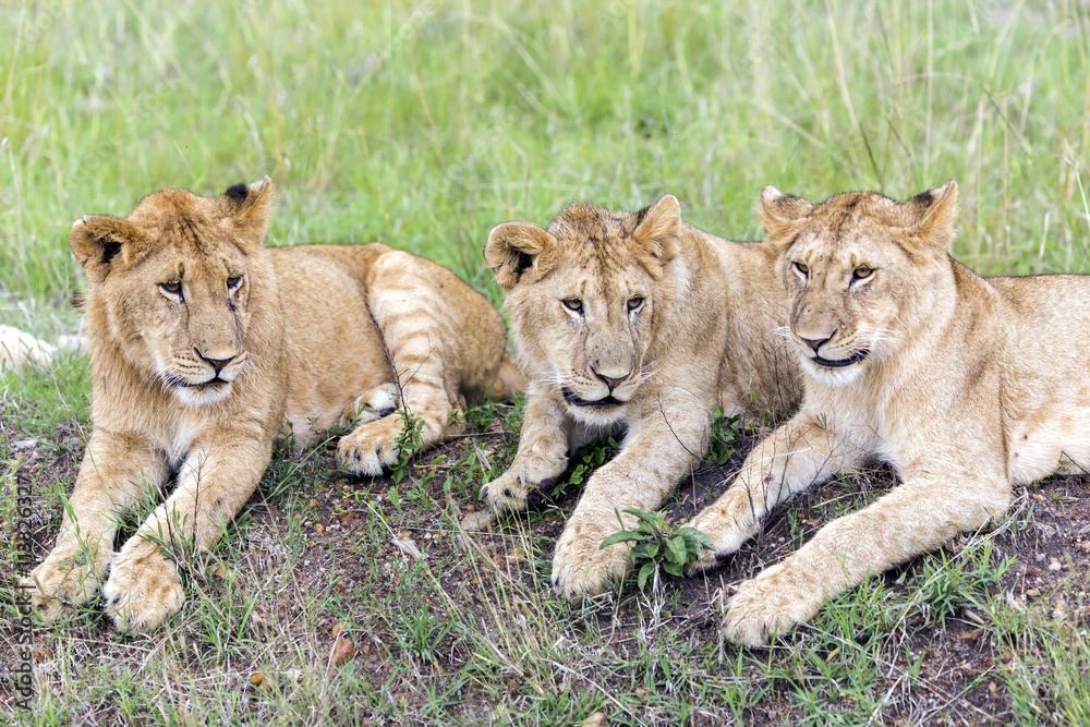 Three lovely young lion cub resting on the grass in the savannah in a park Tarangire, Tanzania Three lovely young lion cub resting on the grass in the savannah in a park Tarangire, Tanzania