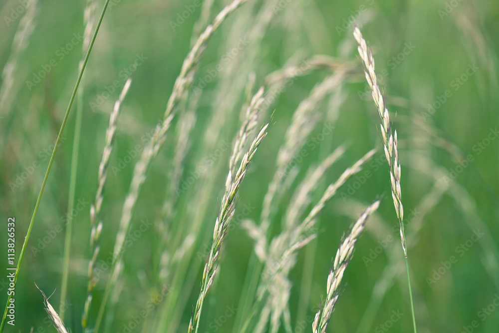 Fototapeta premium field plants spikelets weeds