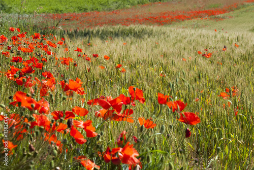 Mohnblumen