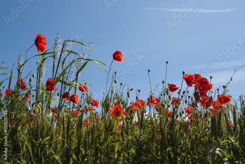 Mohnblumen