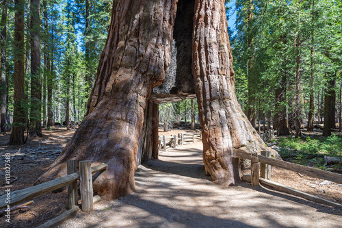 tunnel through a giant sequoia tree, Sequoia National Forest