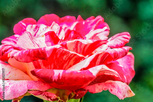 Soutine Rose or Red and White Rose in Garden photo