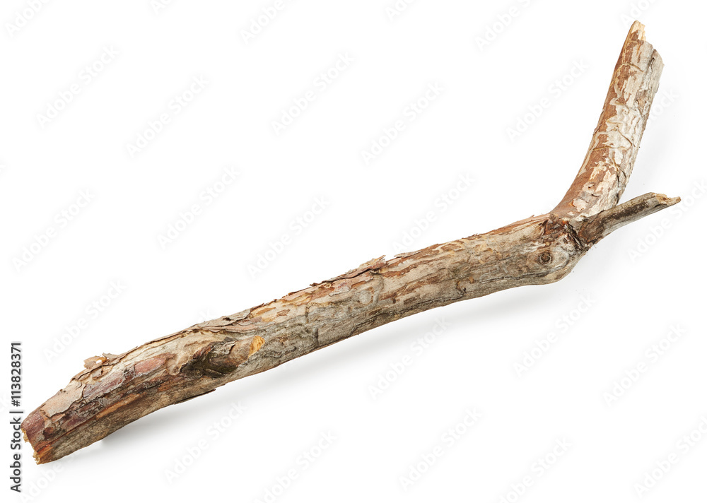 Tree branch