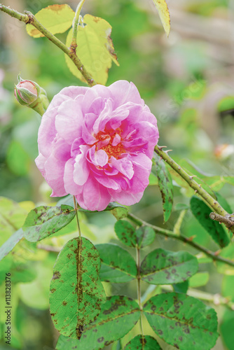 Gertrude Jekyll Rose or Pink Rose in Garden photo