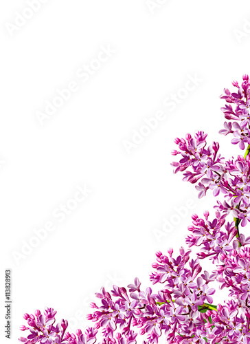 Fototapeta Naklejka Na Ścianę i Meble -  spring flowers  lilac; isolated on white background