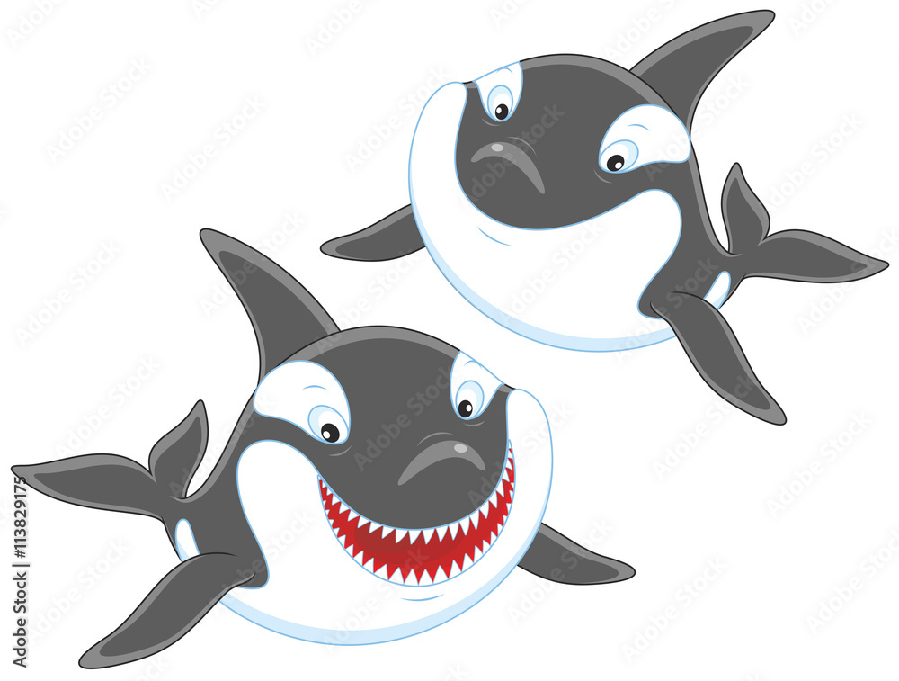 Naklejka premium Killer whales