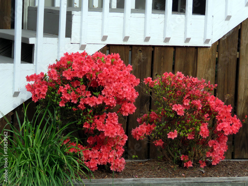South Bethany the azalea 2016