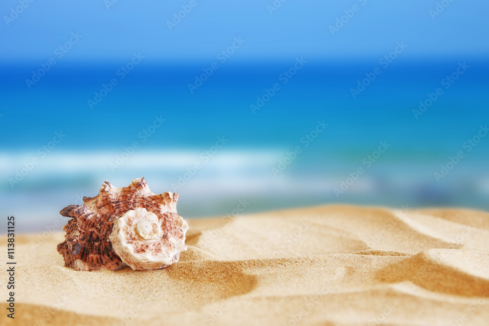 Image of tropical sandy beach and seashell Image of tropical sandy beach and seashell