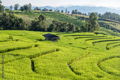 Green patchwork rice field and the house