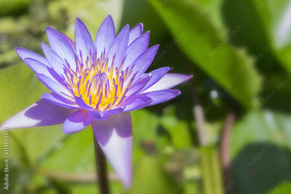 The lotus flower blooming in the pond.Purple lotus flower blooming in the pond.The purple water lily in the pond with the sun light. The lotus flower blooming in the pond.Purple lotus flower blooming in the pond.The purple water lily in the pond with the sun light.