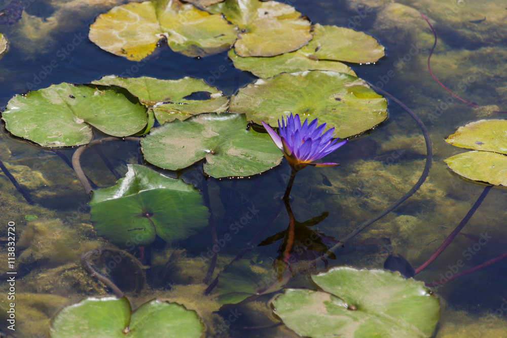 Mysterious water lilies on the lake surface Mysterious water lilies on the lake surface