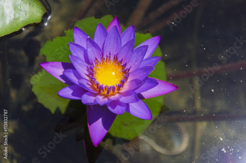 Mysterious water lilies on the lake surface